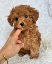 Load image into Gallery viewer, Penny Female Toy Poodle