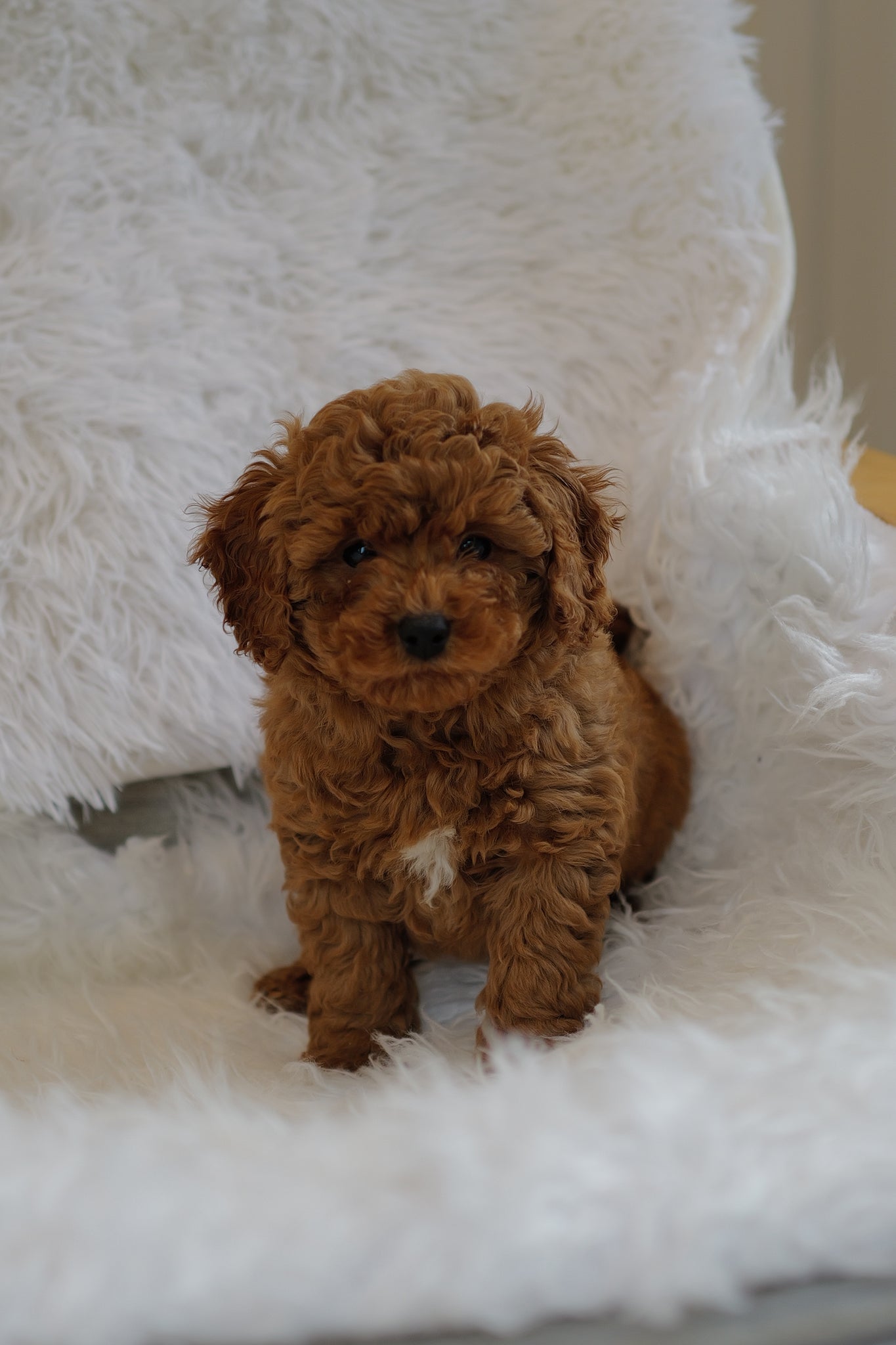 Male miniature poodle best sale