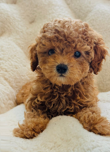 Dasher Male Mini Poodle
