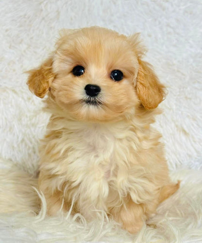 Layla Female Toy Maltipoo
