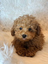 Load image into Gallery viewer, Ada Female Toy/Mini Poodle