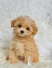 Load image into Gallery viewer, Bruno Male Toy Maltipoo