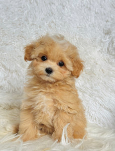 Bruno Male Toy Maltipoo