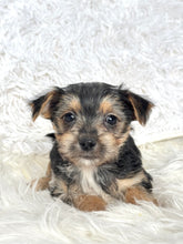 Load image into Gallery viewer, Scooter Male Toy Morkie