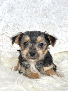 Scooter Male Toy Morkie