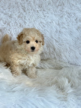 Cargar imagen en el visor de la galería, Mia Female Toy Maltipoo
