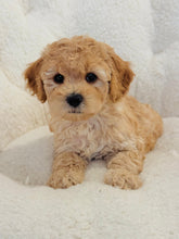 Load image into Gallery viewer, Daisy Female Mini Cockapoo