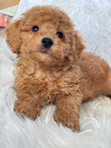 Ani Female Toy/Mini Poodle