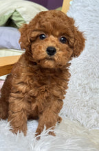 Load image into Gallery viewer, Ollie Male Mini Poodle
