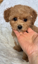 Load image into Gallery viewer, Chewie Male Toy Maltipoo