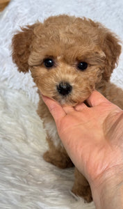 Chewie Male Toy Maltipoo