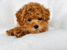 Load image into Gallery viewer, Emma Female Toy Poodle