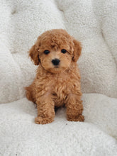 Load image into Gallery viewer, Abel Male Toy Maltipoo