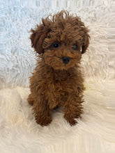 Load image into Gallery viewer, Nana Female Toy/Mini Poodle