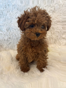 Nana Female Toy/Mini Poodle