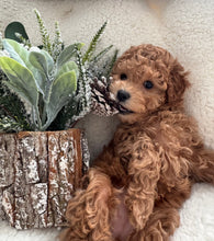 Load image into Gallery viewer, Henry Male Mini Poodle