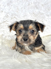 Load image into Gallery viewer, Scooter Male Toy Morkie