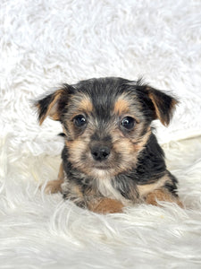 Scooter Male Toy Morkie