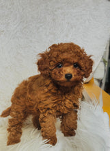 Load image into Gallery viewer, Gina Female Mini Poodle