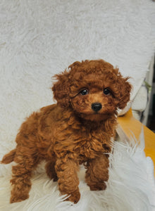 Gina Female Mini Poodle