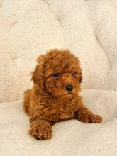 Charger l'image dans la galerie, Travis Male Mini Poodle (reserved)