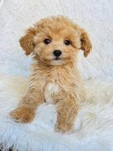 Load image into Gallery viewer, Blue Male Toy Maltipoo