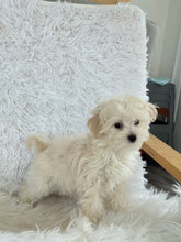 Load image into Gallery viewer, Maggie Female Toy Maltipoo