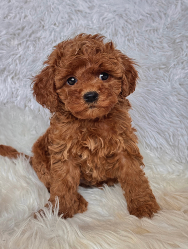 Maggie Female Mini Poodle