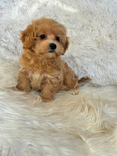 Load image into Gallery viewer, Amelia Female Toy Maltipoo