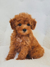 Charger l'image dans la galerie, Chanel Female Toy/Mini Poodle