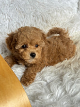 Load image into Gallery viewer, Chewie Male Toy Maltipoo