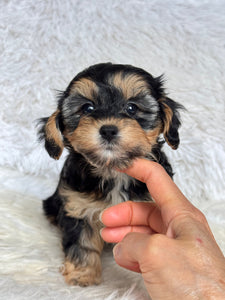 Mocha Female Toy Morkie