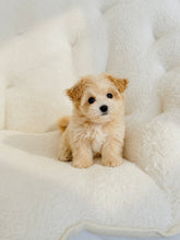 Load image into Gallery viewer, Ella Female Toy Maltipoo