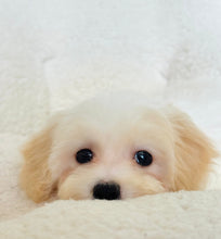 Cargar imagen en el visor de la galería, Messi Male Toy Maltipoo
