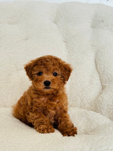 Load image into Gallery viewer, Bruce Male Toy/Mini Poodle