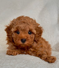 Charger l'image dans la galerie, Alex Male Toy/Mini Poodle