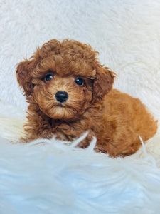 Rosie Female Toy Poodle