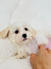 Charger l'image dans la galerie, William Male Toy Maltipoo