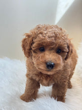 Cargar imagen en el visor de la galería, Tala Female Mini Poodle