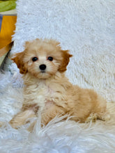 Load image into Gallery viewer, Autumn Female Toy Maltipoo