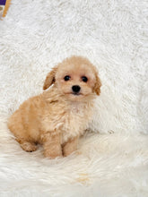 Charger l&#39;image dans la galerie, Miley Female Toy Maltipoo