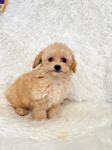 Miley Female Toy Maltipoo