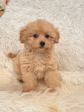 Load image into Gallery viewer, Maria Female Toy/Mini Maltipoo
