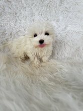 Load image into Gallery viewer, Keiko Female Toy Maltese