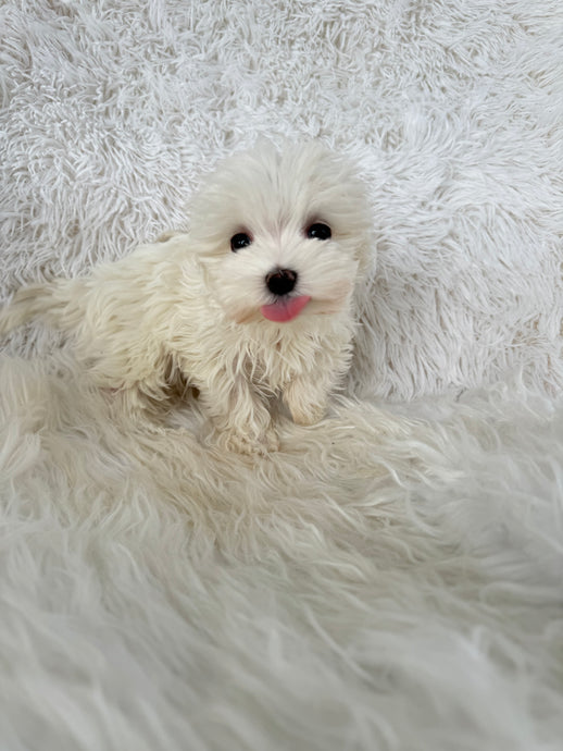 Keiko Female Toy Maltese