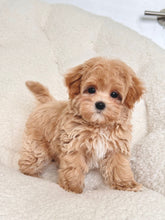 Load image into Gallery viewer, Cookie Male Toy Maltipoo