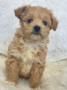 Tohoku Male Tiny Toy Maltipoo