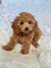 Load image into Gallery viewer, Matteo Male Toy Maltipoo