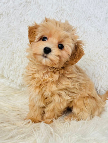 Alejandro Male Toy Maltipoo