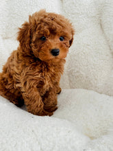 Load image into Gallery viewer, Rosie Female Toy/Mini Poodle